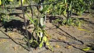 UCCE Fillmore Field Trials