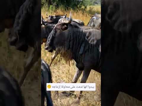#ضحك_حتى_البكاء  ... حاولت لسعه لكنه رد عليها بطريقته 🤭 #تابعوني