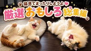 厳選動画で爆笑たっぷり！残暑は猫のおもしろ動画で乗り切ろう【総集編】