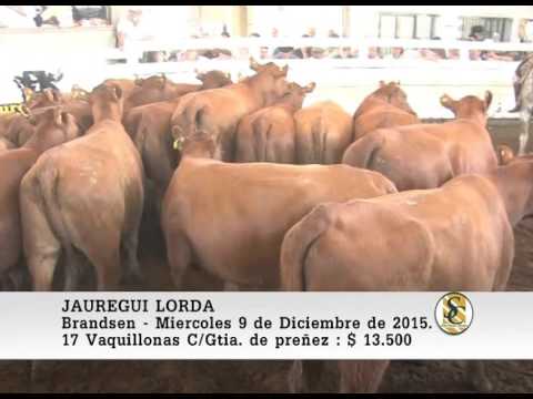 09-12-15 Venta de Vaquillona con Garantìa de preñez - Jauregui Lorda - Brandsen.