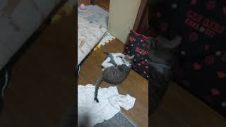 可愛らしい猫の喧嘩 パート1