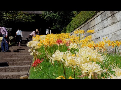 KANAGAWA. Templo Saiho-ji e a colheita de outono com alecrim de algodão. #4K