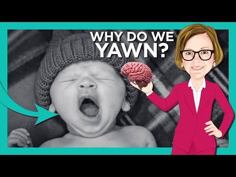Why We Yawn