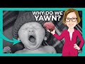 Why We Yawn