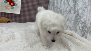 トイプードルの動画01