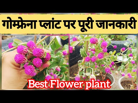 How to care Gomphrena Plant // Most Hardy Flowering Plant // globe amaranth flower plant