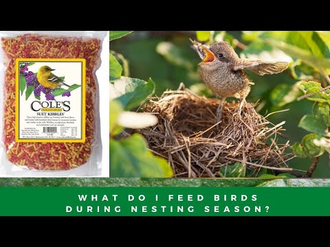 The Best Food For Baby Birds & Nesting Birds