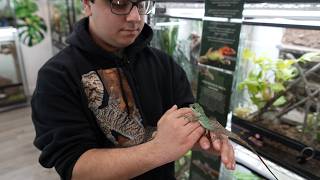 Download lagu Visit The Unlikely Urban Home To Rare And Endangered Geckos mp3 Download lagu Visit The Unlikely Urban Home To Rare And Endangered Geckos mp3