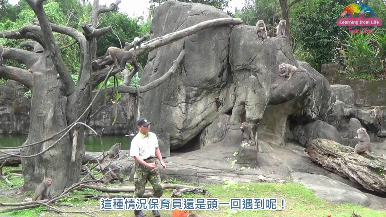 保育員餵食 獼猴竟付錢?原來是遊客丟硬幣……