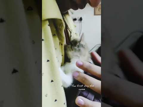 Sophie, baby kitten - Experienced Catlove like never before.