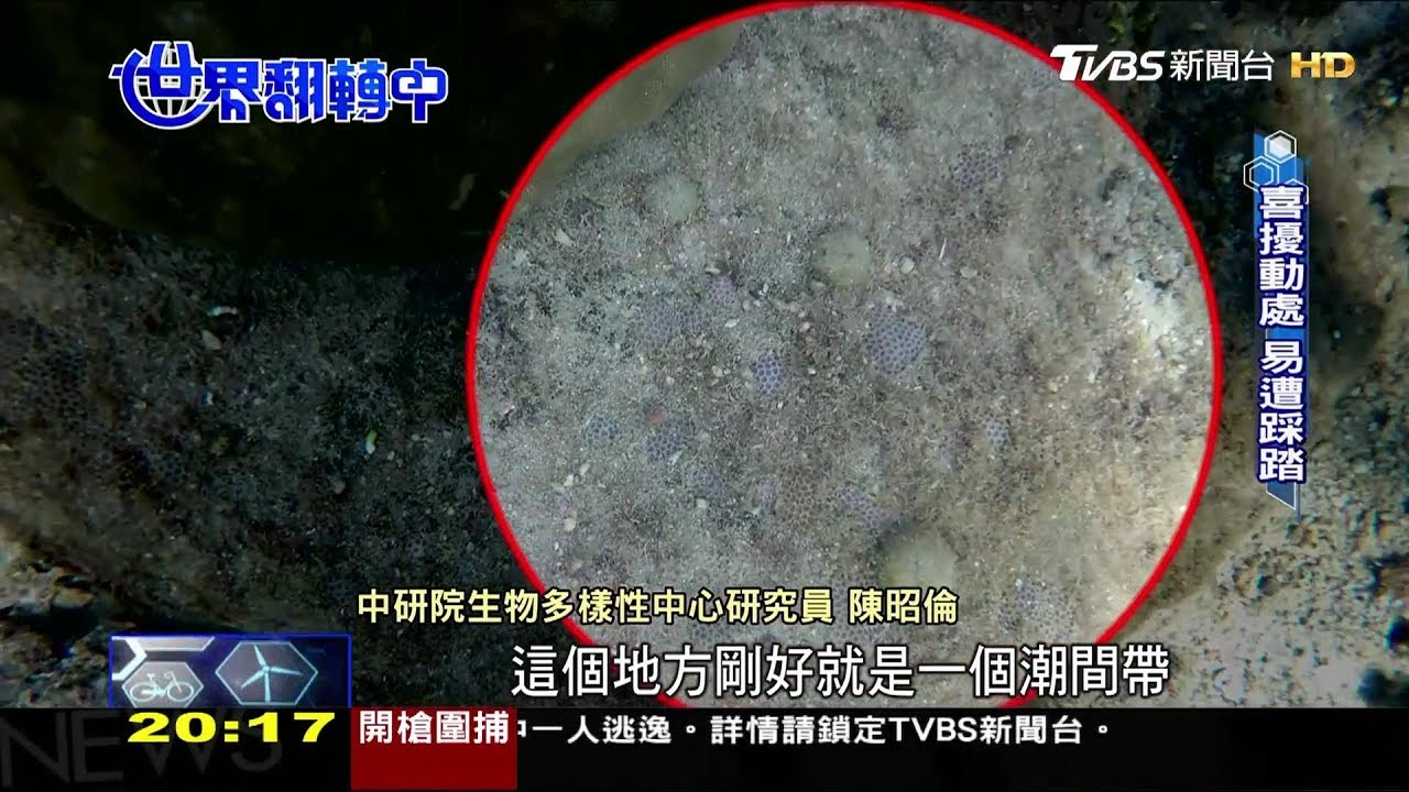 台灣15原生物種「極危」 新增2珊瑚「特有」