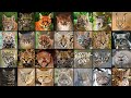 28 Kucing Liar Yang Harus Kamu Tahu