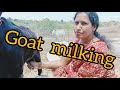 Goat Milking