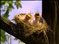 Açıl Susam Açıl Open Sesame Sesame Street The Sound That S In The Air Turkish
