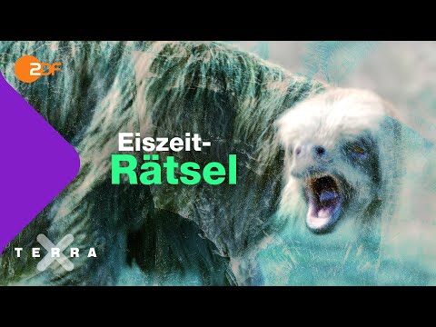 Zu faul? Warum Riesenfaultiere ausgestorben sind | Terra X plus