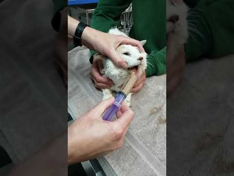 How to syringe feed a cat.