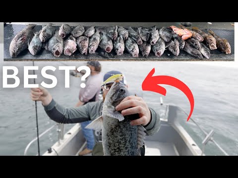 Fast Limits of Rockfish [Nomad Vertrex Jigging]