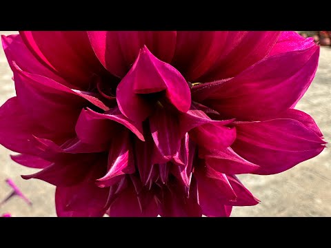 🌸 Timeless beauty in each petal 🌸@BlossomView-36 #dahlia #flowers #blooming #nature #beautiful