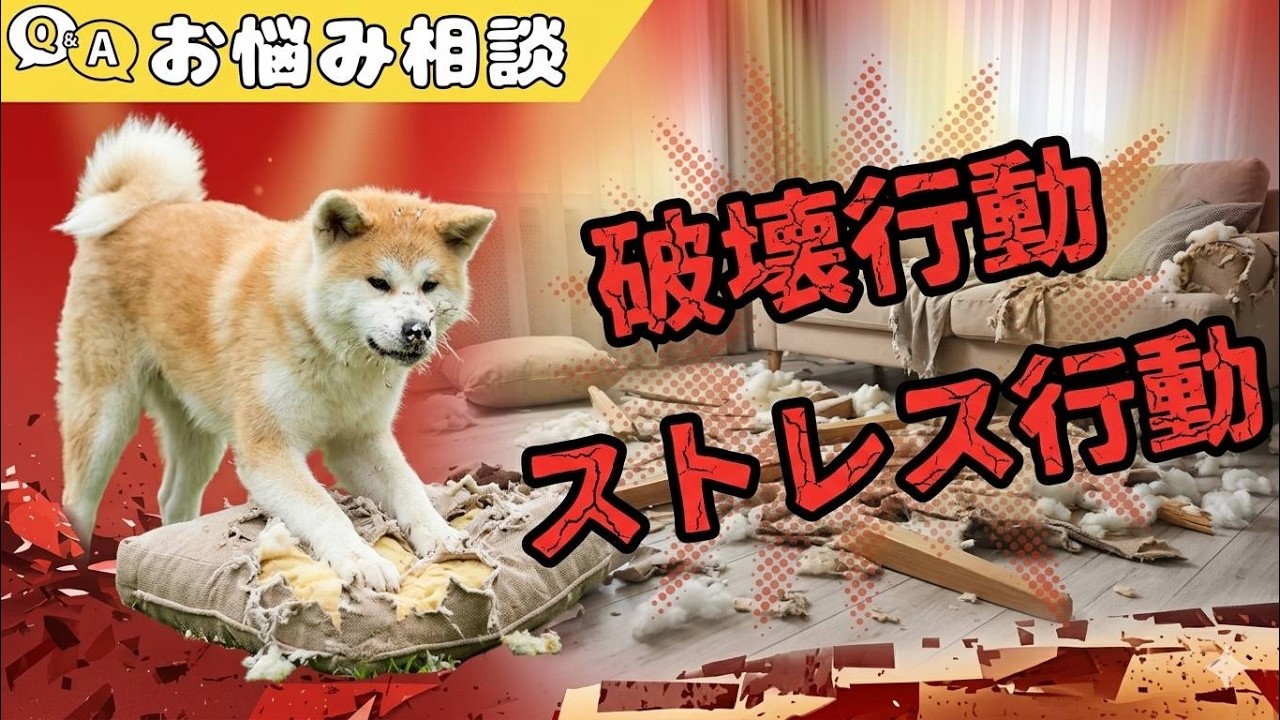 愛犬が物を壊す、飼い主も知らない本当の理由【秋田犬】