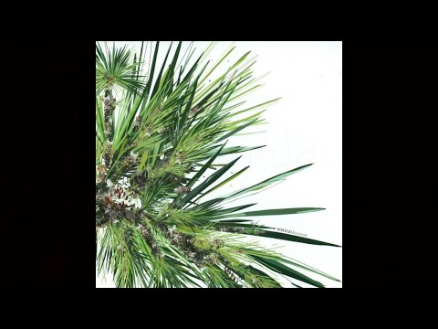 Digitaline - Honolulu (Digitaline's Kamehameha I.) [Cadenza 19]