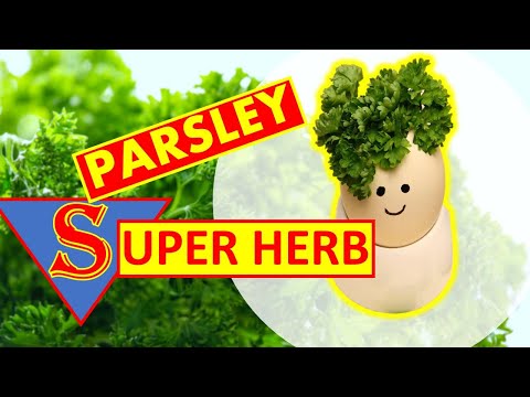 , title : 'Amazing Benefits of Parsley | uses, preparation, and amount'