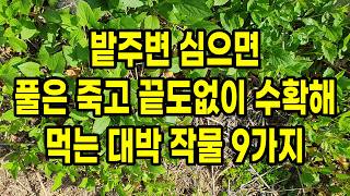 밭주변 심으면 풀은나지 않고 평생 끝도없이 공짜로 수확해 먹는 대박 작물 9가지