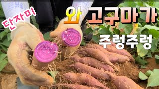단자미 자색고구마 캐보니 주렁주렁 고구마 수확