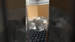 Download lagu Anak Kucing British Shorthair & Scottish Fold #cats #britishshorthair #scottishfold mp3