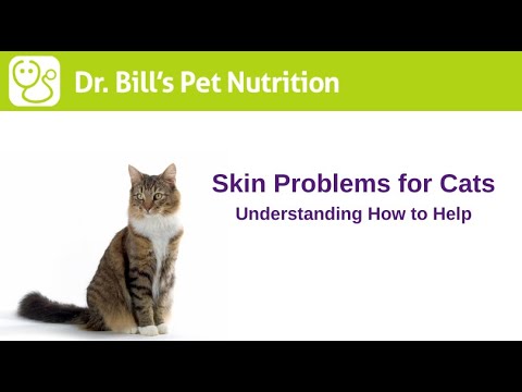 Skin Problems for Cats | Understanding How to Help | Dr. Bill's Pet Nutrition | The Vet Is In