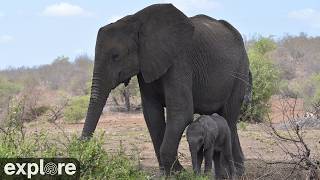 LIVE Elephant Cam: Tembe Elephant Park - South Africa - Africam | explore.org live webcam