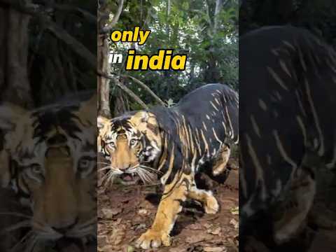 Rarer Than a Black Panther: The Melanistic Tiger Discovered! #wildlife #melanistic #shorts