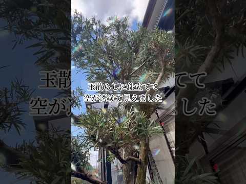 果樹の枝のサポート：庭師のためのヒントと効果的な方法  庭園