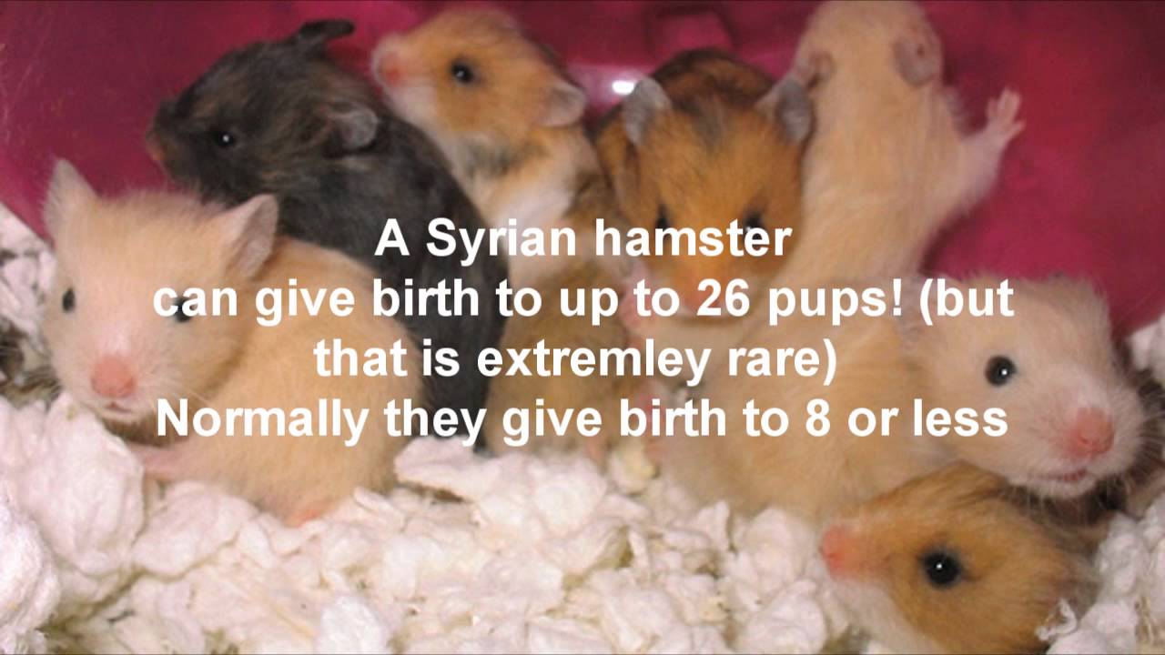 HamsterFacts Care Guide