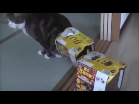 Funny Cats Don't die by laughing  12