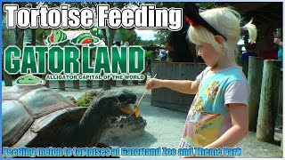 preview picture of video 'Tortoise Feeding at Gatorland Theme Park Orlando Florida 2012'