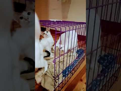 Cats asking to be in a cage for a while | Cat Lover
