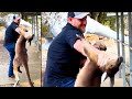 Kangaroo Attacks A Tourist Ozzy Man Reviews