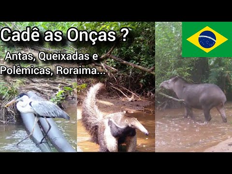 Cadê as Onças ? Queixadas, Antas e Polêmicas. Animais em Roraima.