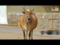 गईया मेरी गईया मेरी गईया आती है Cow Gaiya Meri Gai