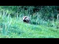 Badger Running Up Field
