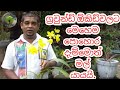 Orchid Sinhala Orchid Orchid Fertilizes Plant Fertilizes Orchid Sinhala Orchid Pohora Orchid Grow