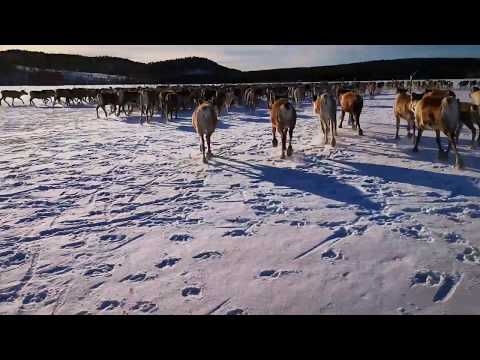 Moving reindeers Flytta renar