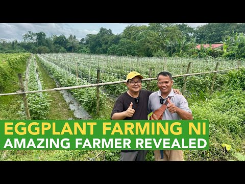 Lahat ng Sekreto ni Amazing Farmer Malalaman na Bakit Super Ganda ng Eggplant Farming nya!