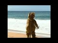 FANMADE TRAILER Wiggle Bay