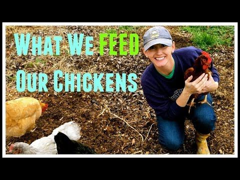 How We Feed Our Chickens~ Video