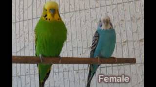 Sexing Budgies - How to tell males from females