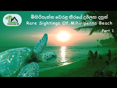 මිහිරිපැන්න වෙරළ තීරයේ දුර්ලභ දසුන් | Rare Sightings Of Mihiripanna Bach | Greenery Lanka Villa |ABX