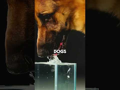 Why Dogs and Cats Drink Water So Differently!