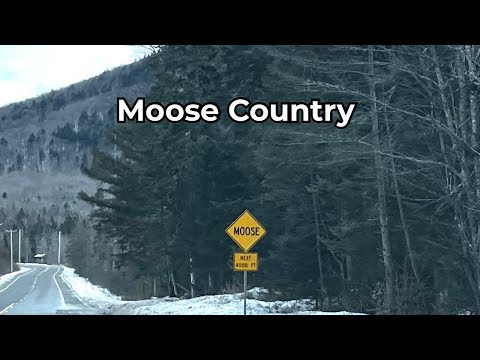 Following Curiosity Through Moose Country | Northern Vermont Backroads
