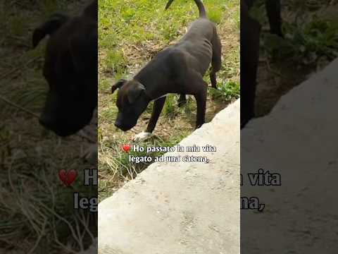 Regalo Demon splendido giovane Pitbull cerca casa 